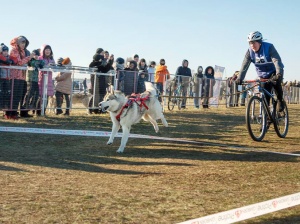 На аэродроме «Коротич» состоялся Winter Dog Fest – 2018